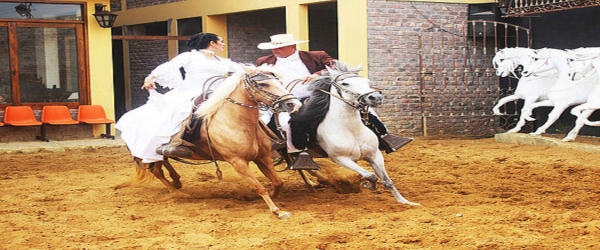 SHOW OF PASO HORSE AT "DPASO TEMATIC RESTAURANT"